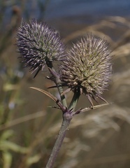 Eryngium articulatum