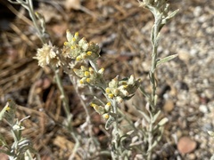 Pseudognaphalium thermale