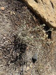 Pseudognaphalium thermale