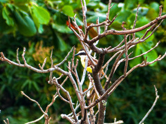 Pitangus sulphuratus