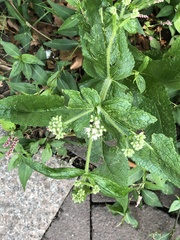 Eupatorium × truncatum