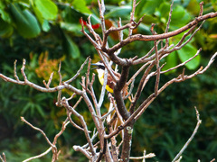 Pitangus sulphuratus