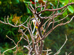 Pitangus sulphuratus