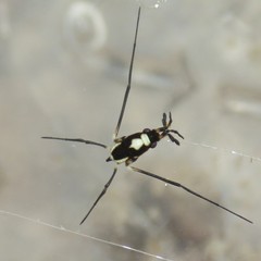 Rheumatobates hungerfordi