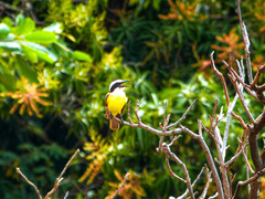 Pitangus sulphuratus