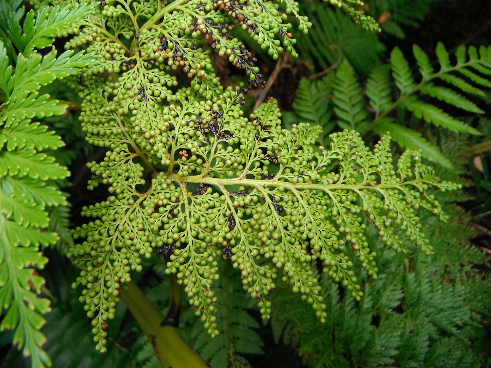 Thyrsopteridaceae