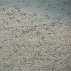 Rheumatobates hungerfordi