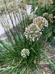 Allium