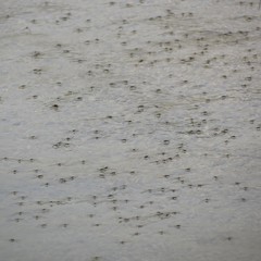 Rheumatobates hungerfordi