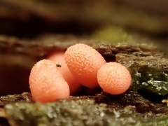 Lycogala conicum