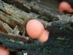 Lycogala conicum