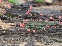 Lycogala conicum