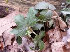 Cardamine diphylla