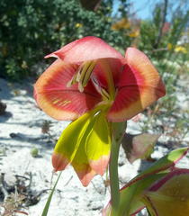 Gladiolus speciosus