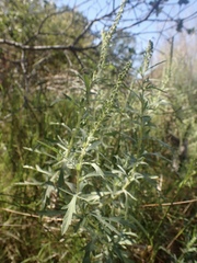 Ambrosia psilostachya