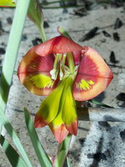 Gladiolus speciosus