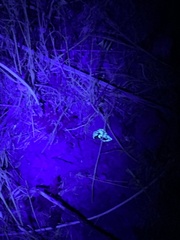 Anuroctonus phaiodactylus