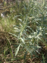 Ambrosia psilostachya