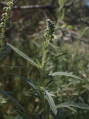 Ambrosia psilostachya