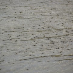 Rheumatobates hungerfordi