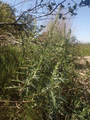 Ambrosia psilostachya