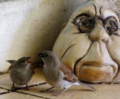 Passer diffusus stygiceps