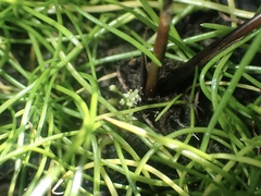 Lilaeopsis occidentalis