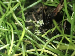 Lilaeopsis occidentalis