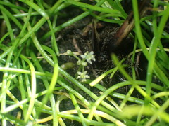 Lilaeopsis occidentalis