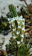 Hebenstretia robusta