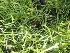 Lilaeopsis occidentalis