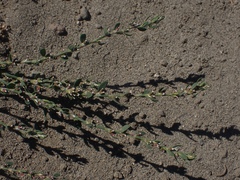 Polygonum aviculare