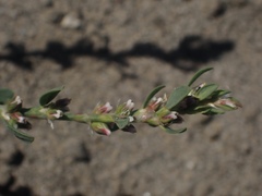 Polygonum aviculare