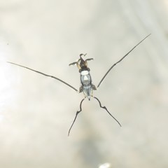 Rheumatobates hungerfordi