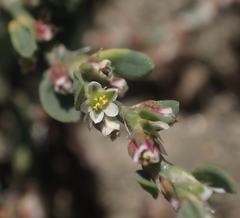 Polygonum aviculare