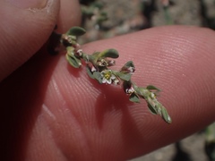 Polygonum aviculare