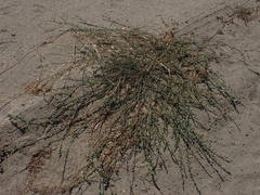 Polygonum aviculare