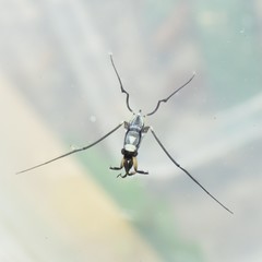 Rheumatobates hungerfordi