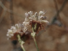 Eriogonum nudum psychicola