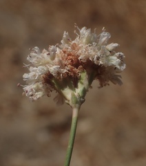 Eriogonum nudum psychicola