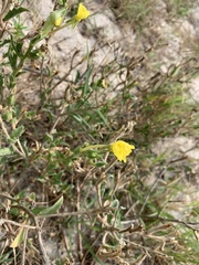 Oenothera humifusa