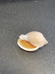 Semicassis semigranosa