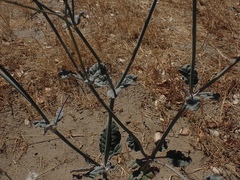 Eriogonum nudum psychicola