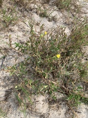 Oenothera humifusa