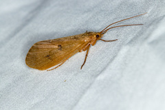 Onocosmoecus unicolor