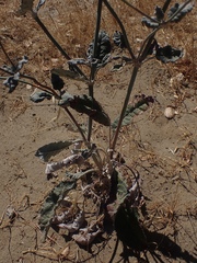 Eriogonum nudum psychicola