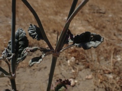 Eriogonum nudum psychicola