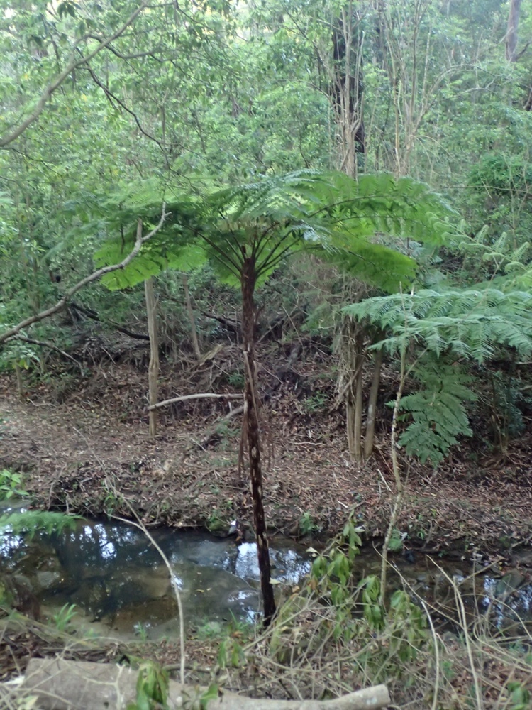Sphaeropteris australis