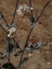Eriogonum nudum psychicola