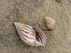 Cochlitoma granulata